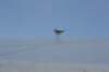 elksconvention1064_small.jpg