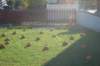 scchalloween3157_small.jpg