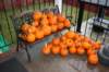 yachalloween76_small.jpg