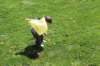 yaceaster2052_small.jpg