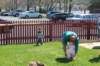 yaceaster2073_small.jpg