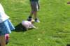 yaceaster2074_small.jpg