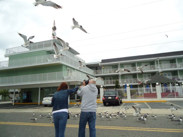 wildwood001.jpg
