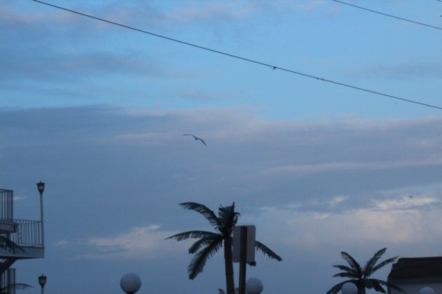 wildwood043.jpg