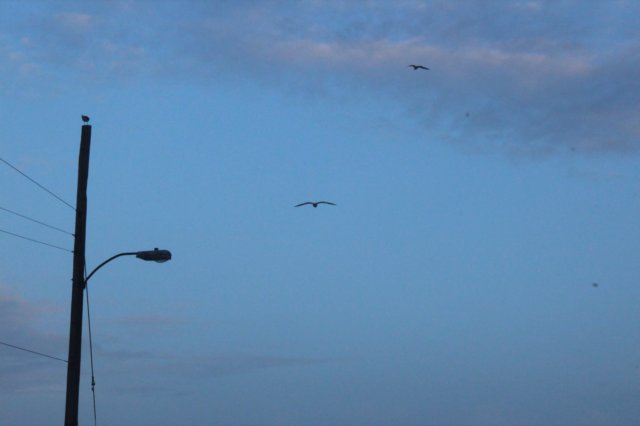 wildwood054.jpg