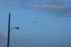 wildwood054_small.jpg