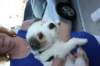 wildwood170_small.jpg