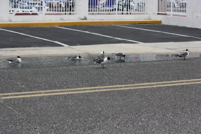 wildwood019.jpg