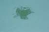 wildwood082_small.jpg