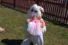 yaceaster089_small.jpg