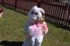 yaceaster090_small.jpg