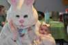 yaceaster40_small.jpg